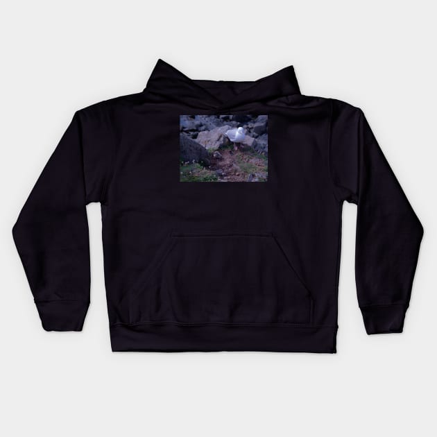 Seagull Chicks Kids Hoodie by Graz-Photos